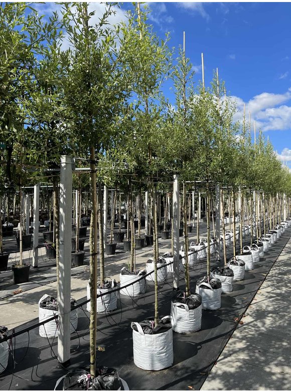 Spanische Eiche 'Waasland' | Quercus hispanica 'Waasland' Spanische Eiche 'Waasland' | Quercus hispanica 'Waasland'