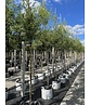 Spanische Eiche 'Waasland' | Quercus hispanica 'Waasland' Spanische Eiche 'Waasland' | Quercus hispanica 'Waasland'
