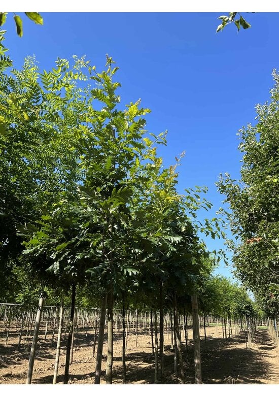 Ungarische Eiche | Quercus frainetto