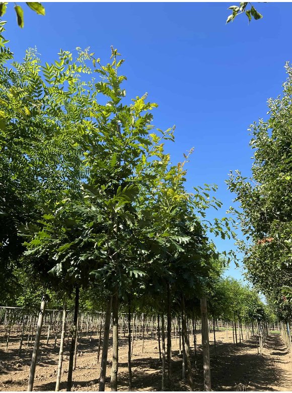 Ungarische Eiche | Quercus frainetto Ungarische Eiche | Quercus frainetto