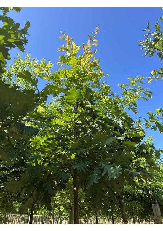 Ungarische Eiche | Quercus frainetto