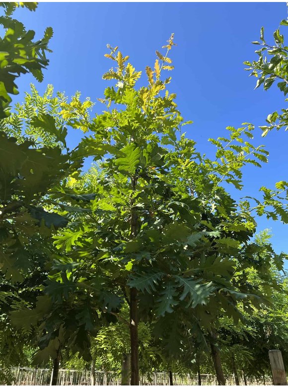 Ungarische Eiche | Quercus frainetto Ungarische Eiche | Quercus frainetto