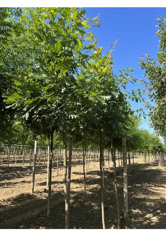 Ungarische Eiche | Quercus frainetto