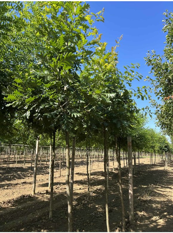 Ungarische Eiche | Quercus frainetto Ungarische Eiche | Quercus frainetto