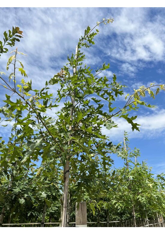 Scharlach-Eiche | Quercus coccinea