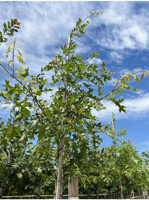 Scharlach-Eiche | Quercus coccinea Scharlach-Eiche | Quercus coccinea