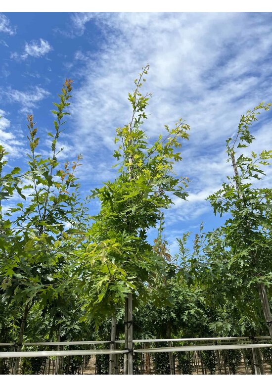 Scharlach-Eiche | Quercus coccinea