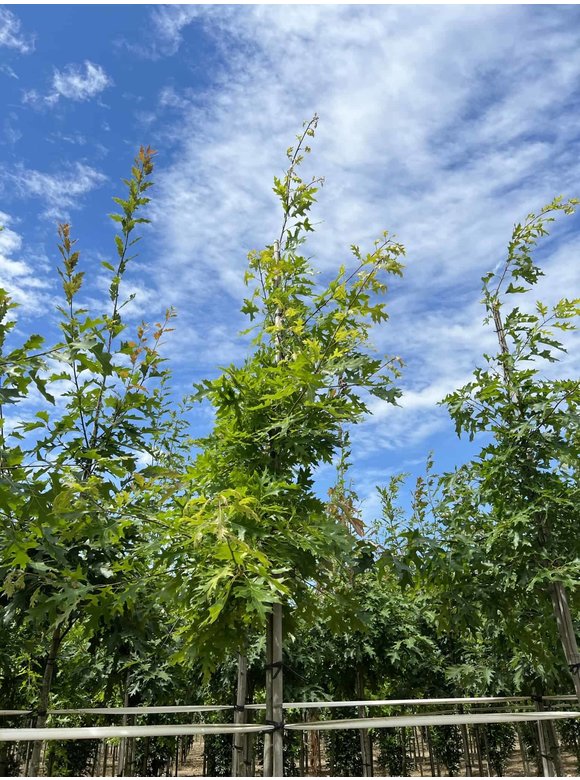 Scharlach-Eiche | Quercus coccinea Scharlach-Eiche | Quercus coccinea