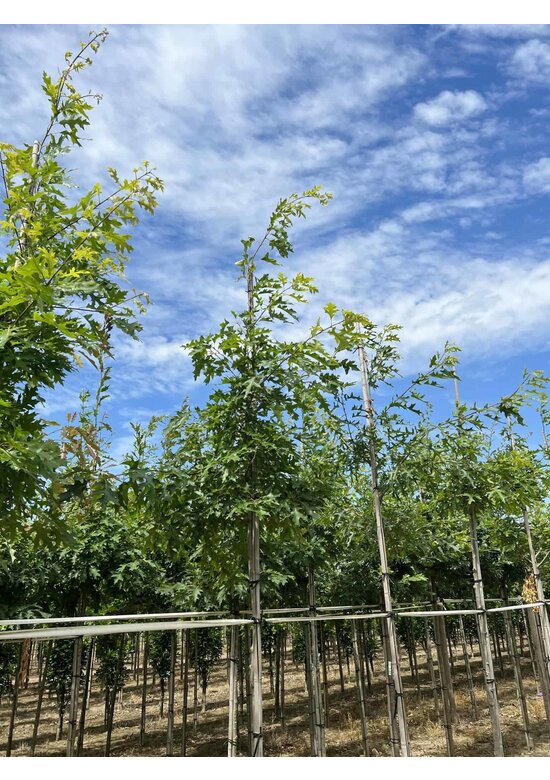 Scharlach-Eiche | Quercus coccinea