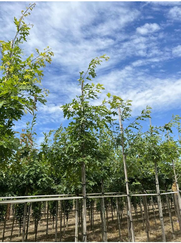 Scharlach-Eiche | Quercus coccinea Scharlach-Eiche | Quercus coccinea
