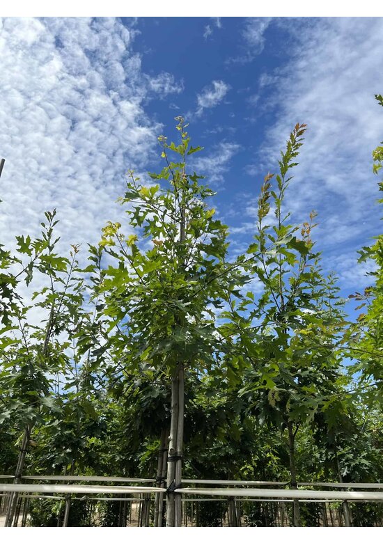 Scharlach-Eiche | Quercus coccinea