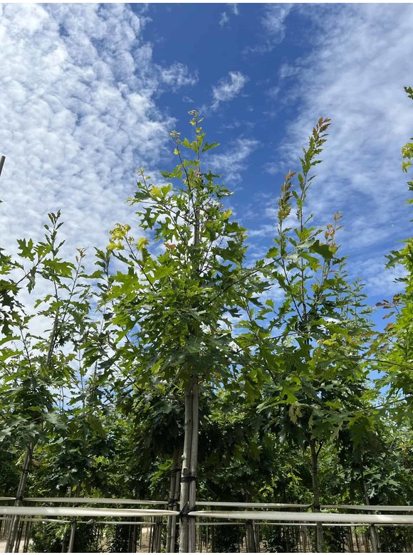 Scharlach-Eiche | Quercus coccinea Scharlach-Eiche | Quercus coccinea