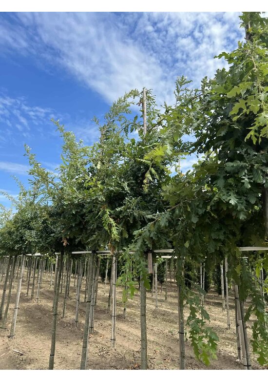 Zerr-Eiche | Quercus cerris Zerr-Eiche | Quercus cerris