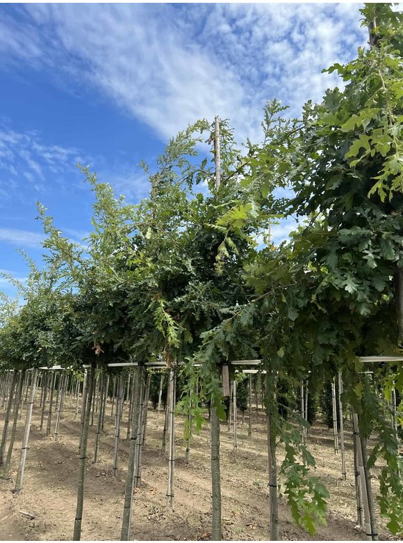 Zerr-Eiche - Moos-Eiche | Quercus cerris Zerr-Eiche - Moos-Eiche | Quercus cerris