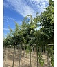 Zerr-Eiche | Quercus cerris Zerr-Eiche | Quercus cerris