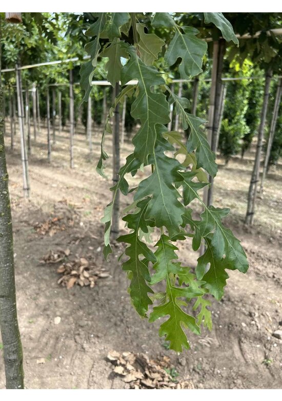 Zerr-Eiche | Quercus cerris Zerr-Eiche | Quercus cerris