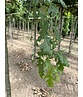 Zerr-Eiche | Quercus cerris Zerr-Eiche | Quercus cerris