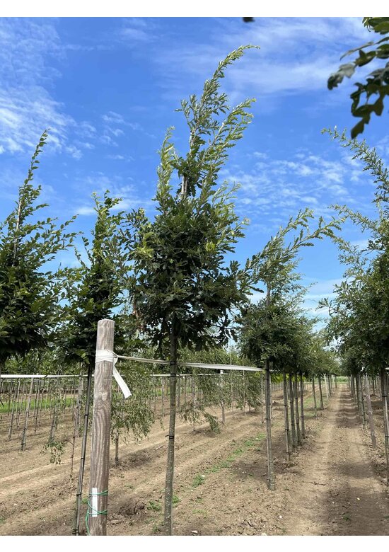 Zerr-Eiche | Quercus cerris Zerr-Eiche | Quercus cerris