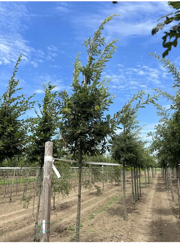 Zerr-Eiche - Moos-Eiche | Quercus cerris Zerr-Eiche - Moos-Eiche | Quercus cerris