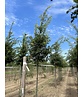 Zerr-Eiche | Quercus cerris Zerr-Eiche | Quercus cerris