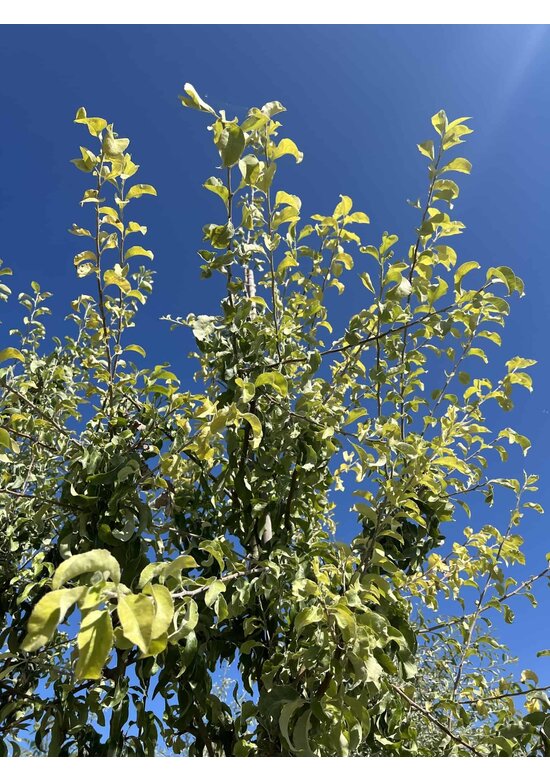Schneebirne | Pyrus nivalis Schneebirne | Pyrus nivalis