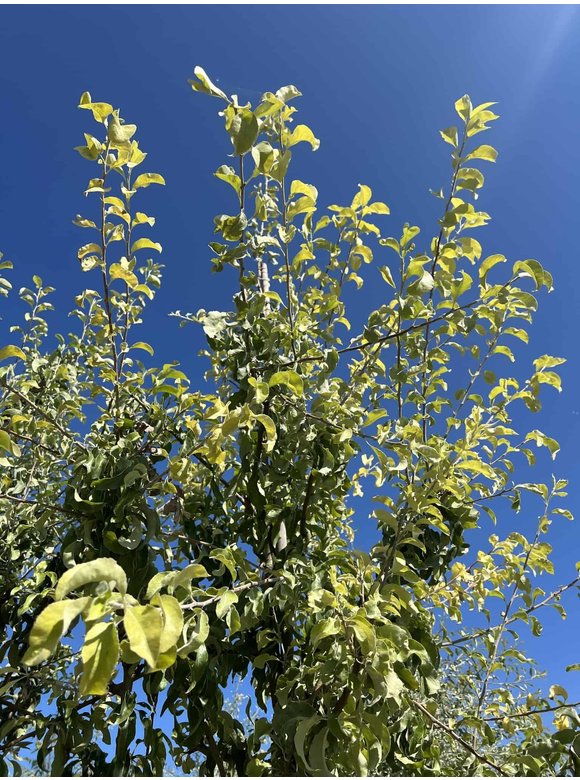 Schneebirne | Pyrus nivalis Schneebirne | Pyrus nivalis