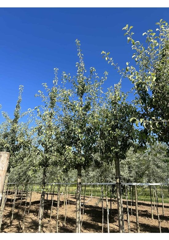 Schneebirne | Pyrus nivalis