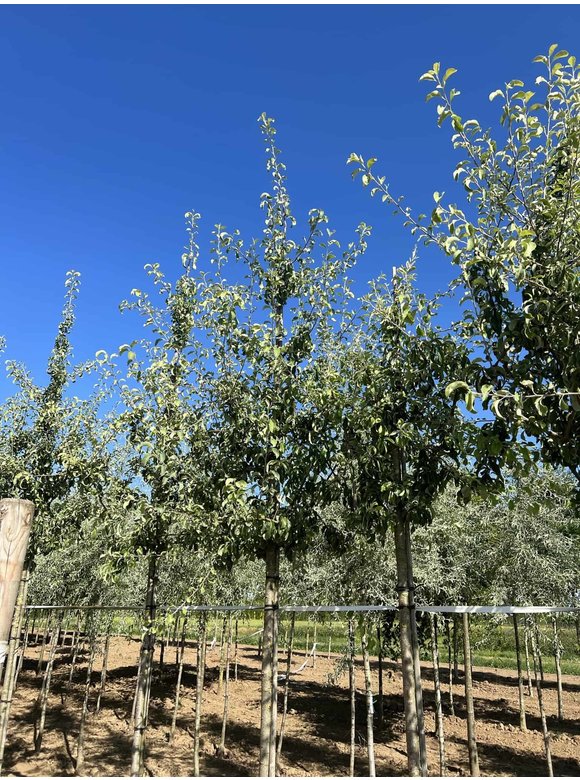 Schneebirne | Pyrus nivalis Schneebirne | Pyrus nivalis