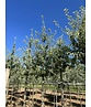 Schneebirne | Pyrus nivalis Schneebirne | Pyrus nivalis