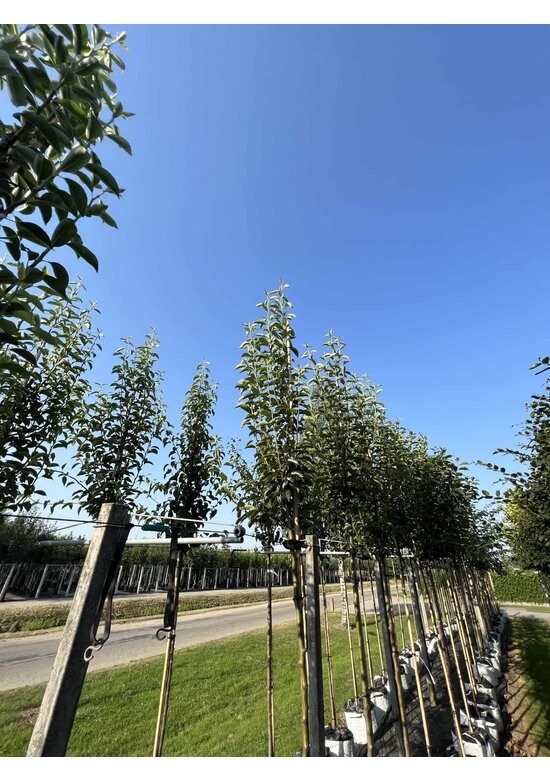 Birnenbaum 'Williams' | Pyrus communis ‘Williams’