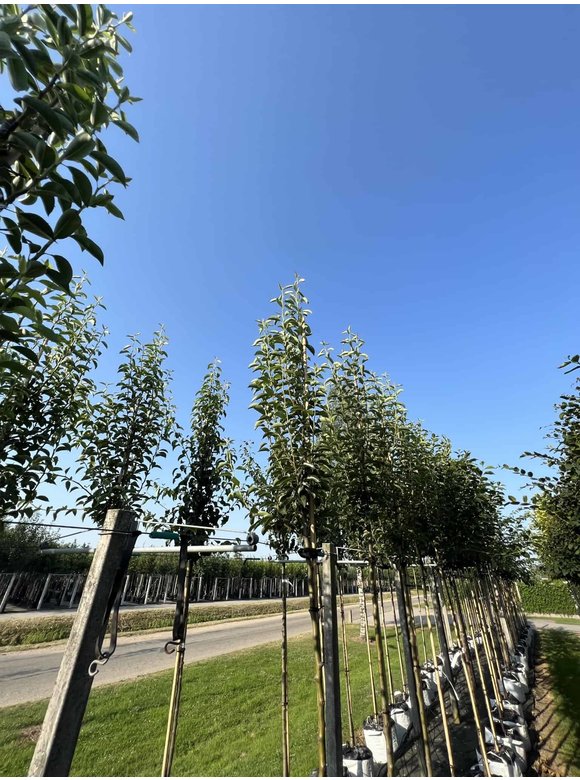 Birnenbaum 'Williams' | Pyrus communis ‘Williams’ Birnenbaum 'Williams' | Pyrus communis ‘Williams’