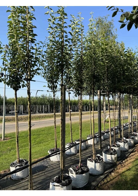 Birnenbaum 'Williams' | Pyrus communis ‘Williams’