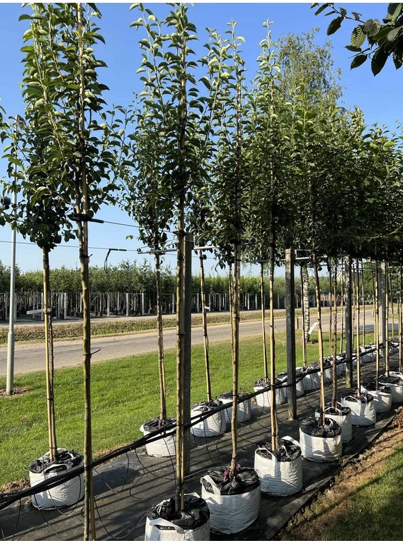 Birnenbaum 'Williams' | Pyrus communis ‘Williams’ Birnenbaum 'Williams' | Pyrus communis ‘Williams’