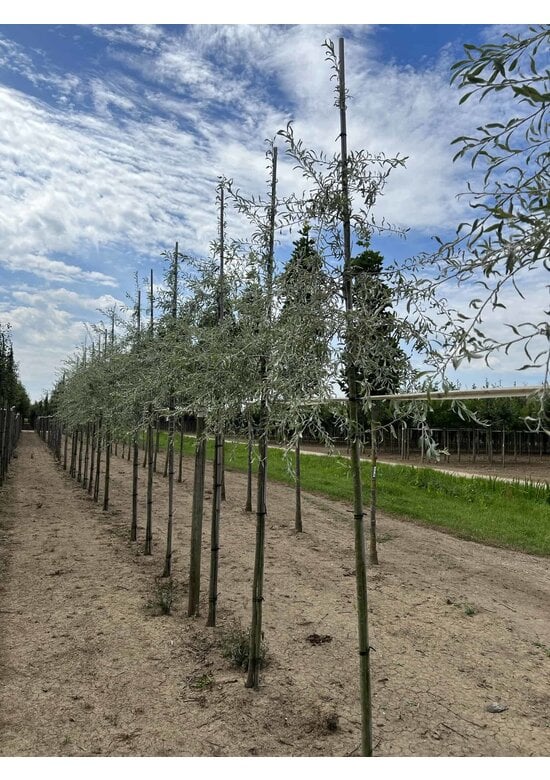 Weidenblättrige Birne Hochstamm | Pyrus salicifolia 'Pendula'