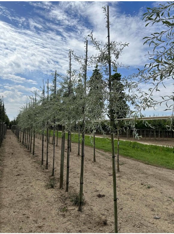 Weidenblättrige Birne Hochstamm | Pyrus salicifolia 'Pendula' Weidenblättrige Birne Hochstamm | Pyrus salicifolia 'Pendula'