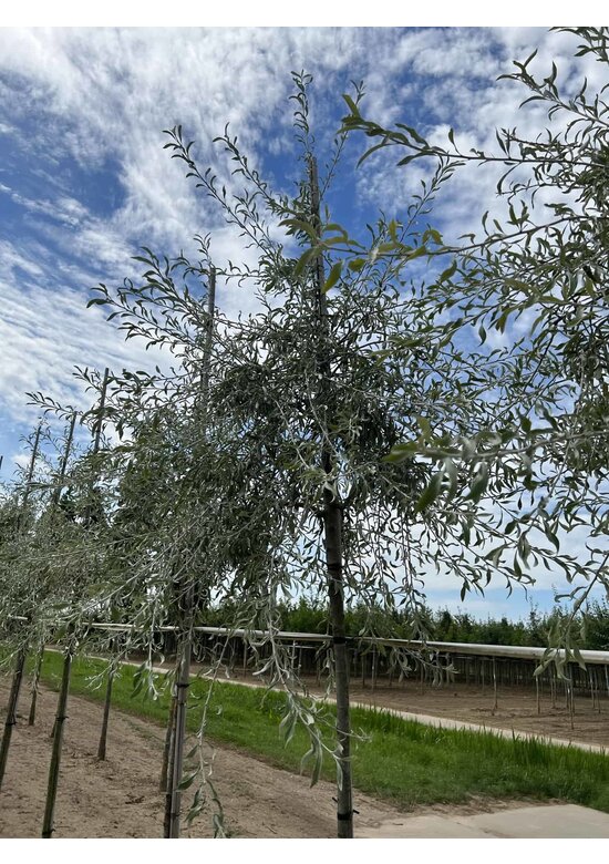 Weidenblättrige Birne Hochstamm | Pyrus salicifolia 'Pendula'