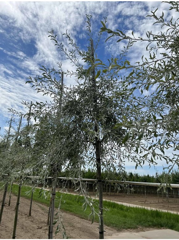 Weidenblättrige Birne Hochstamm | Pyrus salicifolia 'Pendula' Weidenblättrige Birne Hochstamm | Pyrus salicifolia 'Pendula'