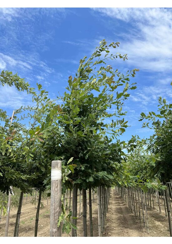 Trauben-Eiche - Winter-Eiche | Quercus petraea Trauben-Eiche - Winter-Eiche | Quercus petraea