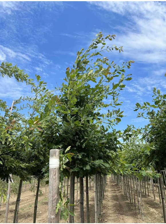 Trauben-Eiche - Winter-Eiche | Quercus petraea Trauben-Eiche - Winter-Eiche | Quercus petraea