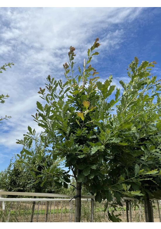Trauben-Eiche - Winter-Eiche | Quercus petraea Trauben-Eiche - Winter-Eiche | Quercus petraea
