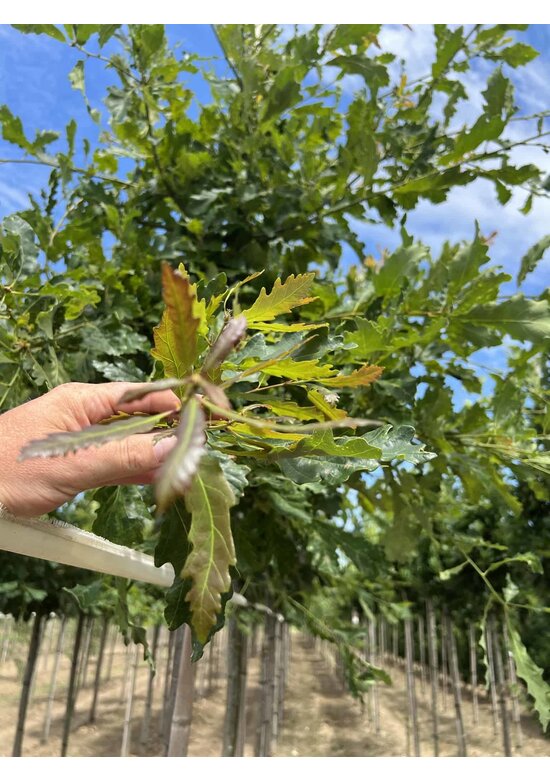 Trauben-Eiche - Winter-Eiche | Quercus petraea