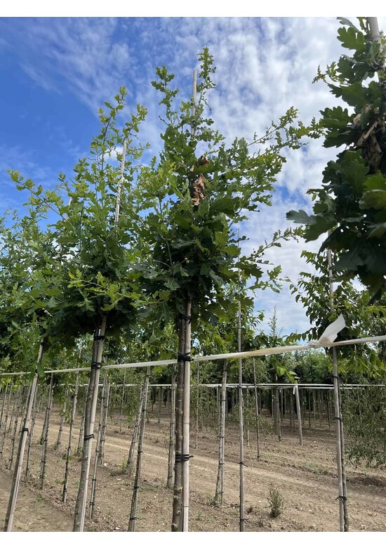 Stieleiche | Quercus robur