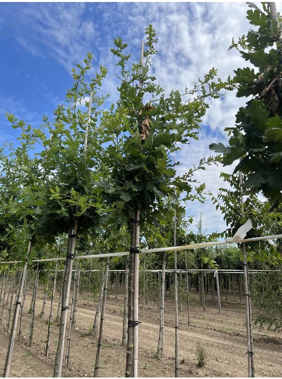 Stiel-Eiche - Sommer-Eiche | Quercus robur Stiel-Eiche - Sommer-Eiche | Quercus robur