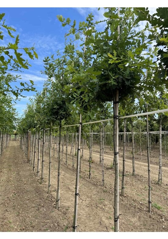 Stiel-Eiche - Sommer-Eiche | Quercus robur