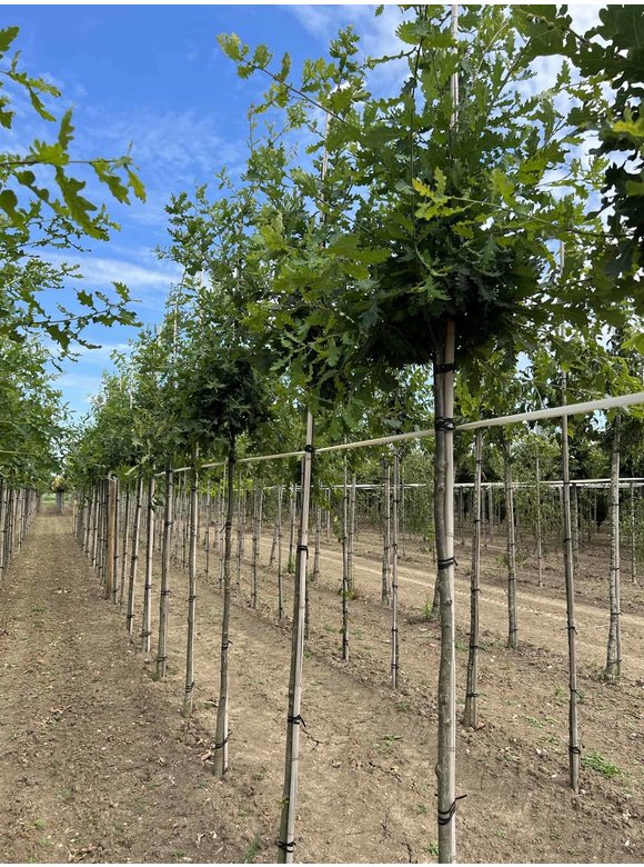 Stiel-Eiche - Sommer-Eiche | Quercus robur Stiel-Eiche - Sommer-Eiche | Quercus robur