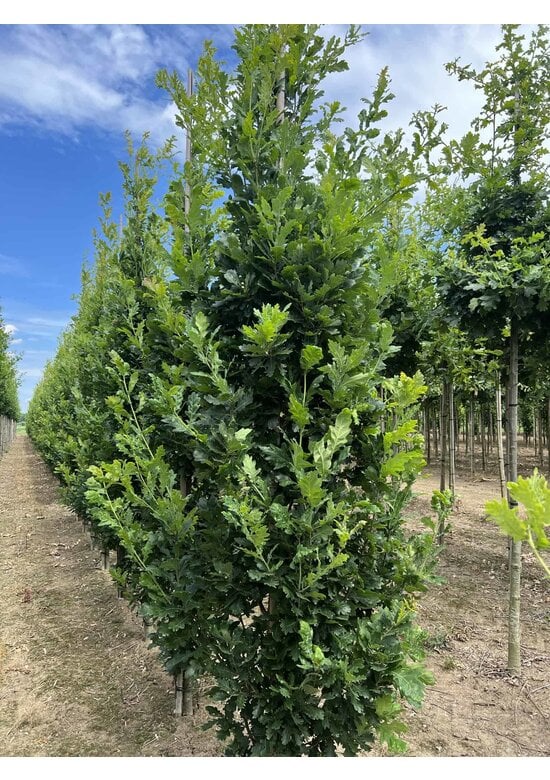 Säulen-Eiche 'Fastigiata Koster' - Stammbusch | Quercus robur 'Fastigiata 'Koster'