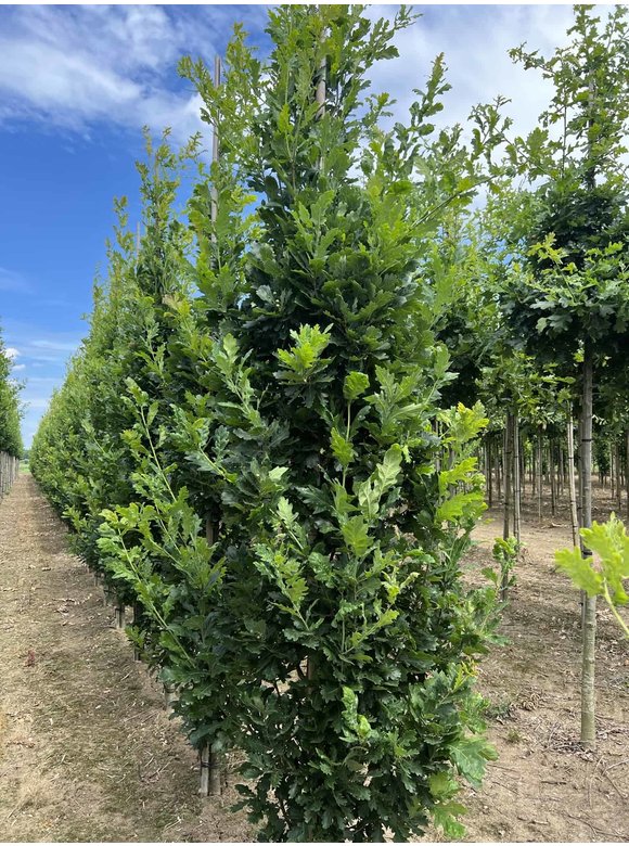 Säulen-Eiche 'Fastigiata Koster' - Stammbusch | Quercus robur 'Fastigiata 'Koster' Säulen-Eiche 'Fastigiata Koster' - Stammbusch | Quercus robur 'Fastigiata 'Koster'