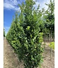 Säulen-Eiche 'Fastigiata Koster' - Stammbusch | Quercus robur 'Fastigiata 'Koster'