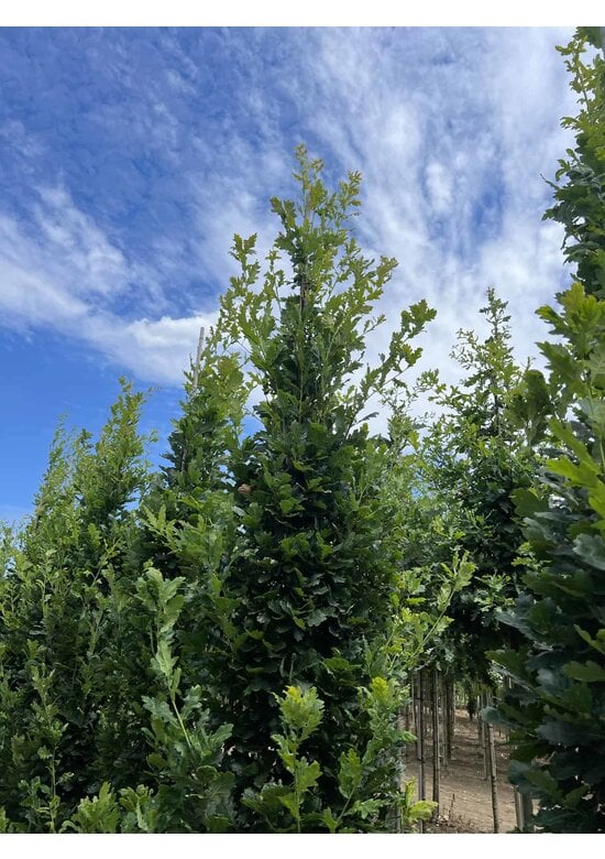 Säulen-Eiche 'Fastigiata Koster' - Stammbusch | Quercus robur 'Fastigiata 'Koster'