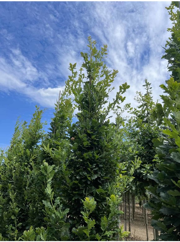 Säulen-Eiche 'Fastigiata Koster' - Stammbusch | Quercus robur 'Fastigiata 'Koster' Säulen-Eiche 'Fastigiata Koster' - Stammbusch | Quercus robur 'Fastigiata 'Koster'